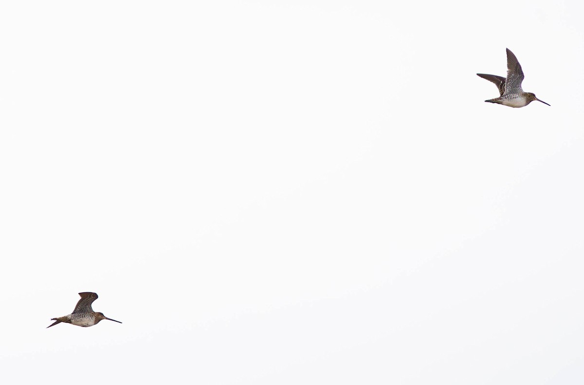 Wilson's Snipe - ML645942701