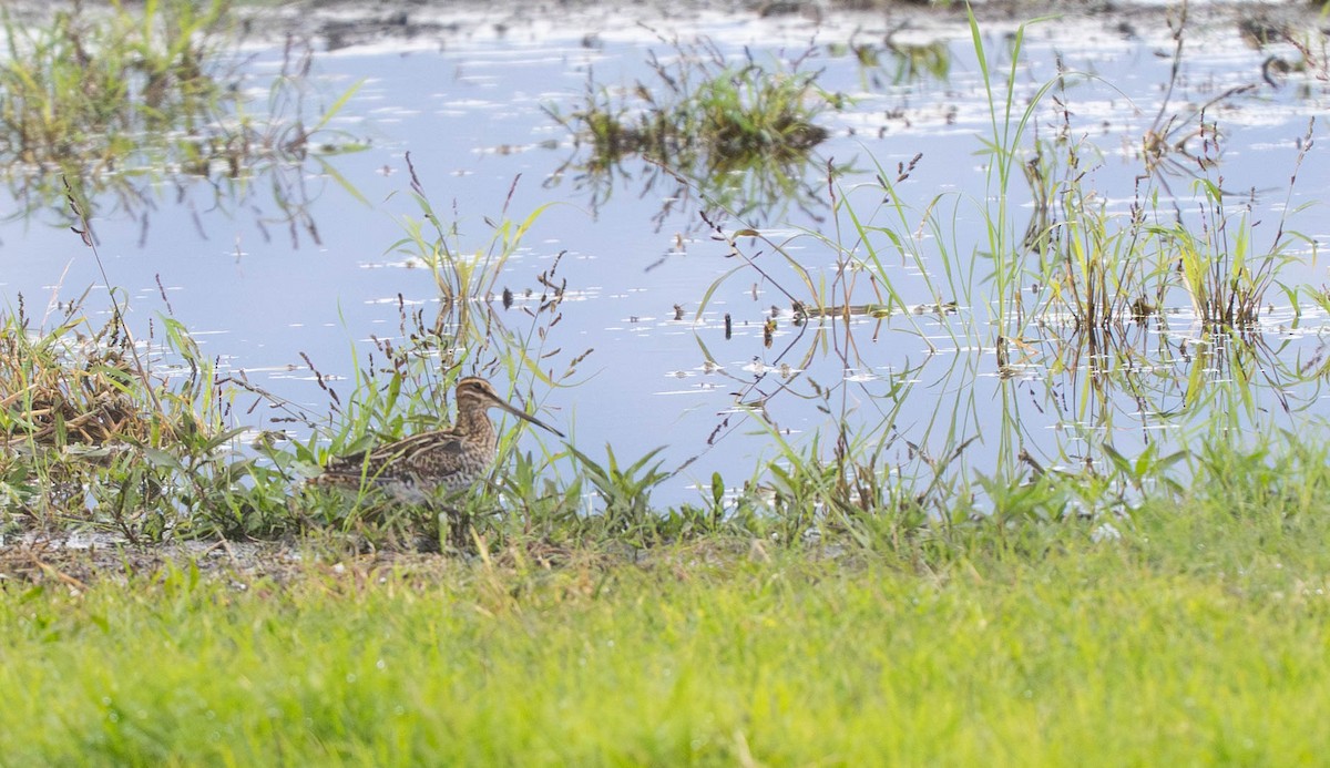 Wilson's Snipe - ML645942702