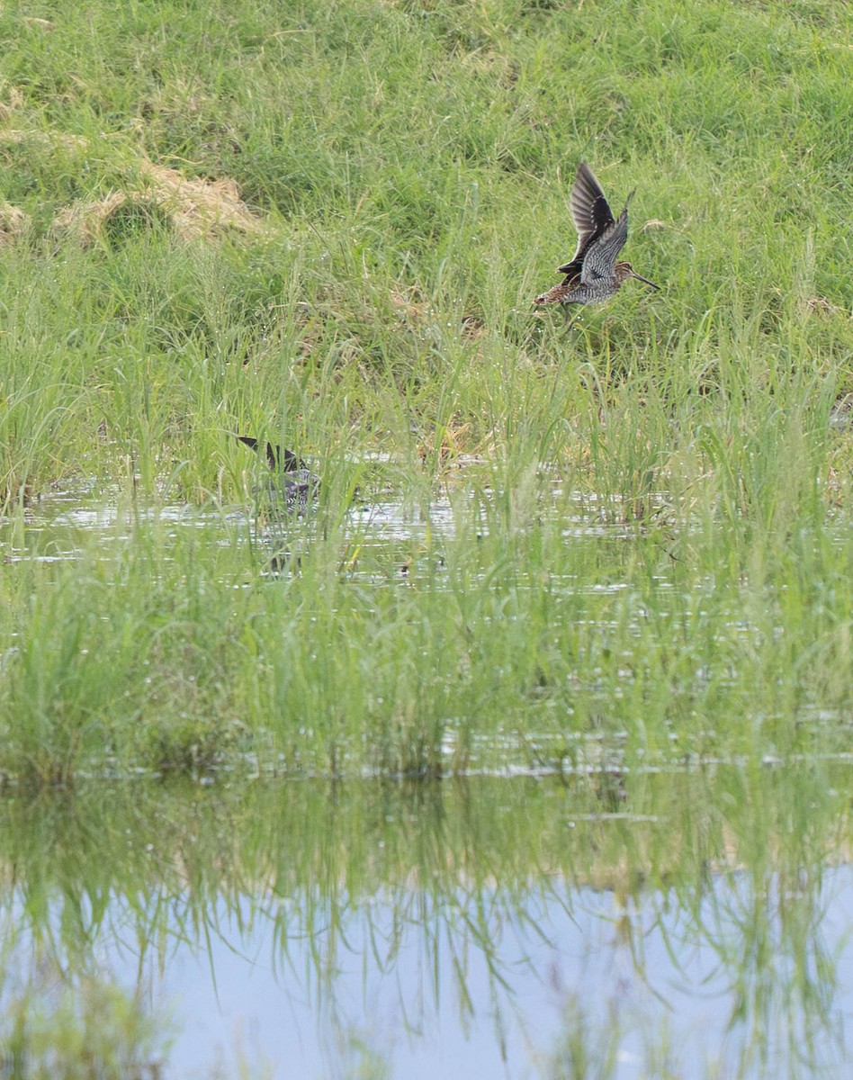 Wilson's Snipe - ML645942703