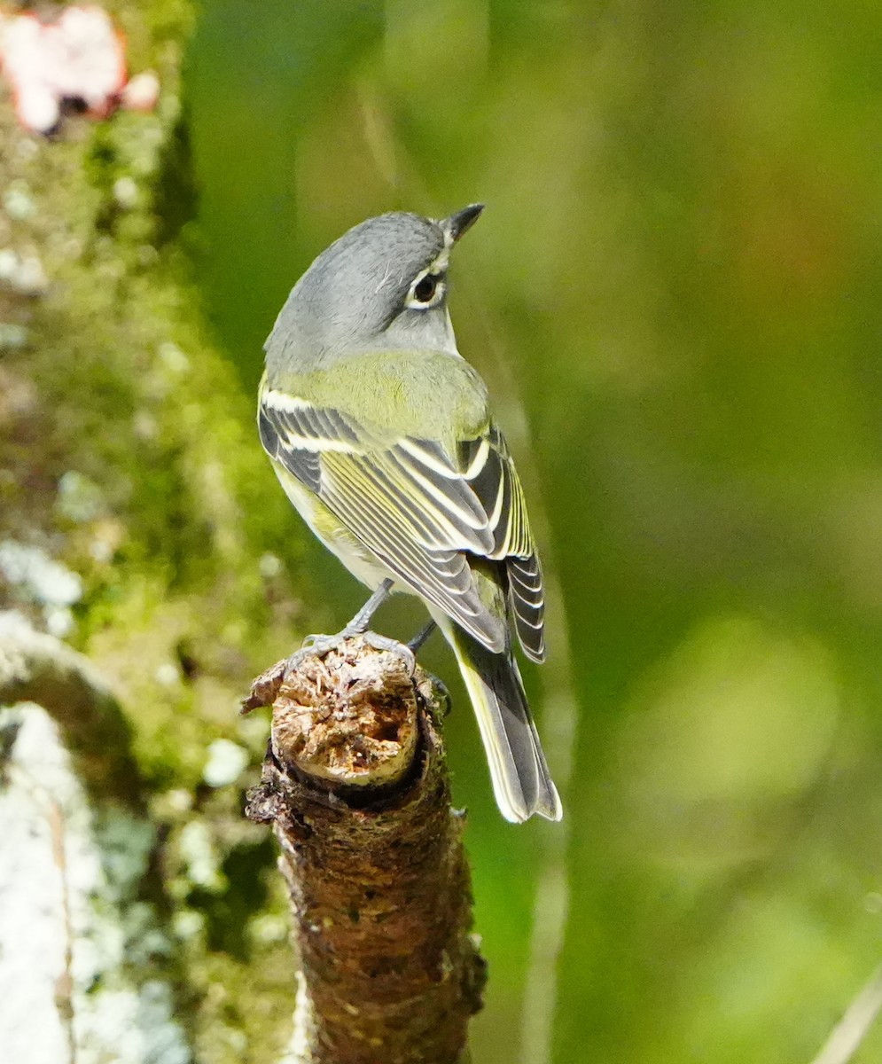 Blue-headed Vireo - ML645942706