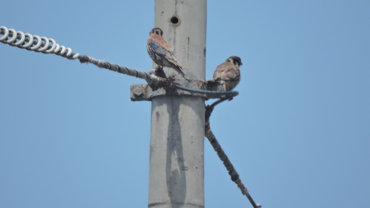 American Kestrel - ML645942707