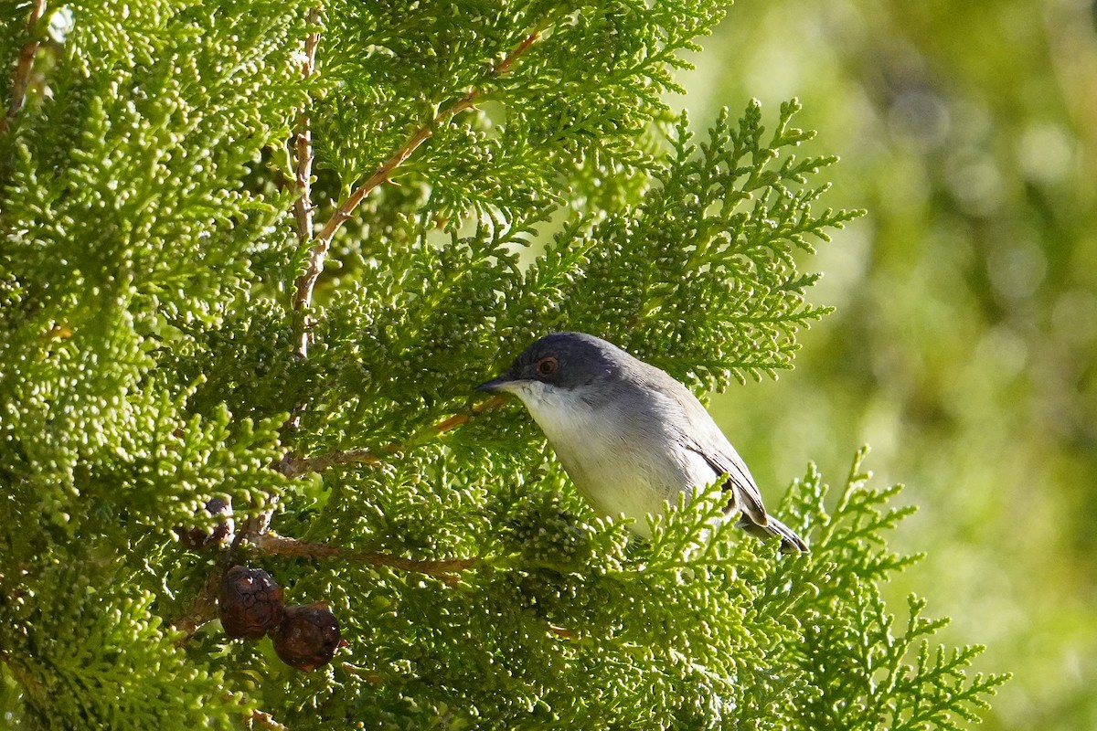 Sardinian Warbler - ML645942708