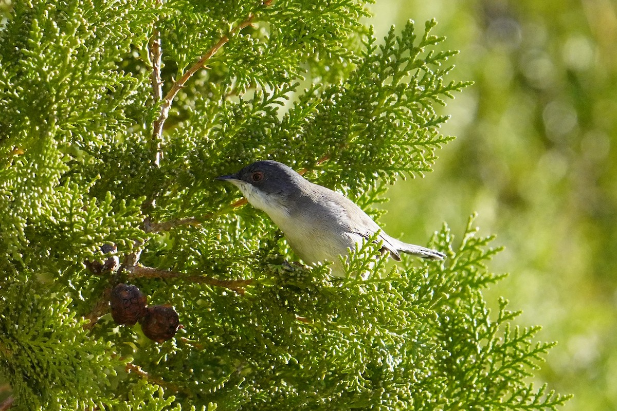 Sardinian Warbler - ML645942709