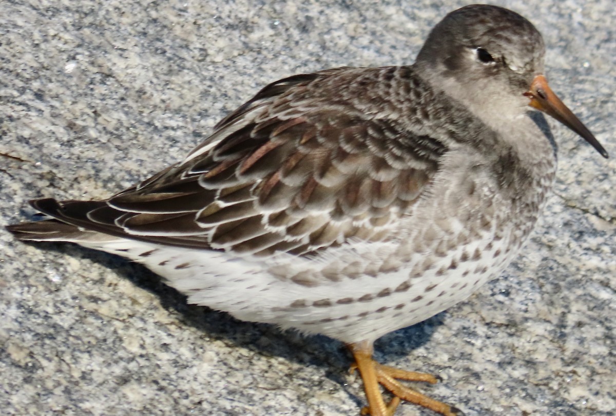 Purple Sandpiper - ML645942715