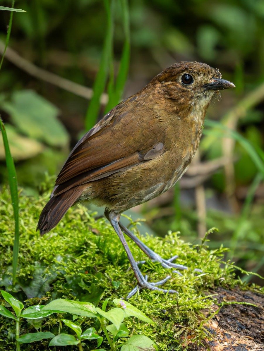 Brown-banded Antpitta - ML645942720