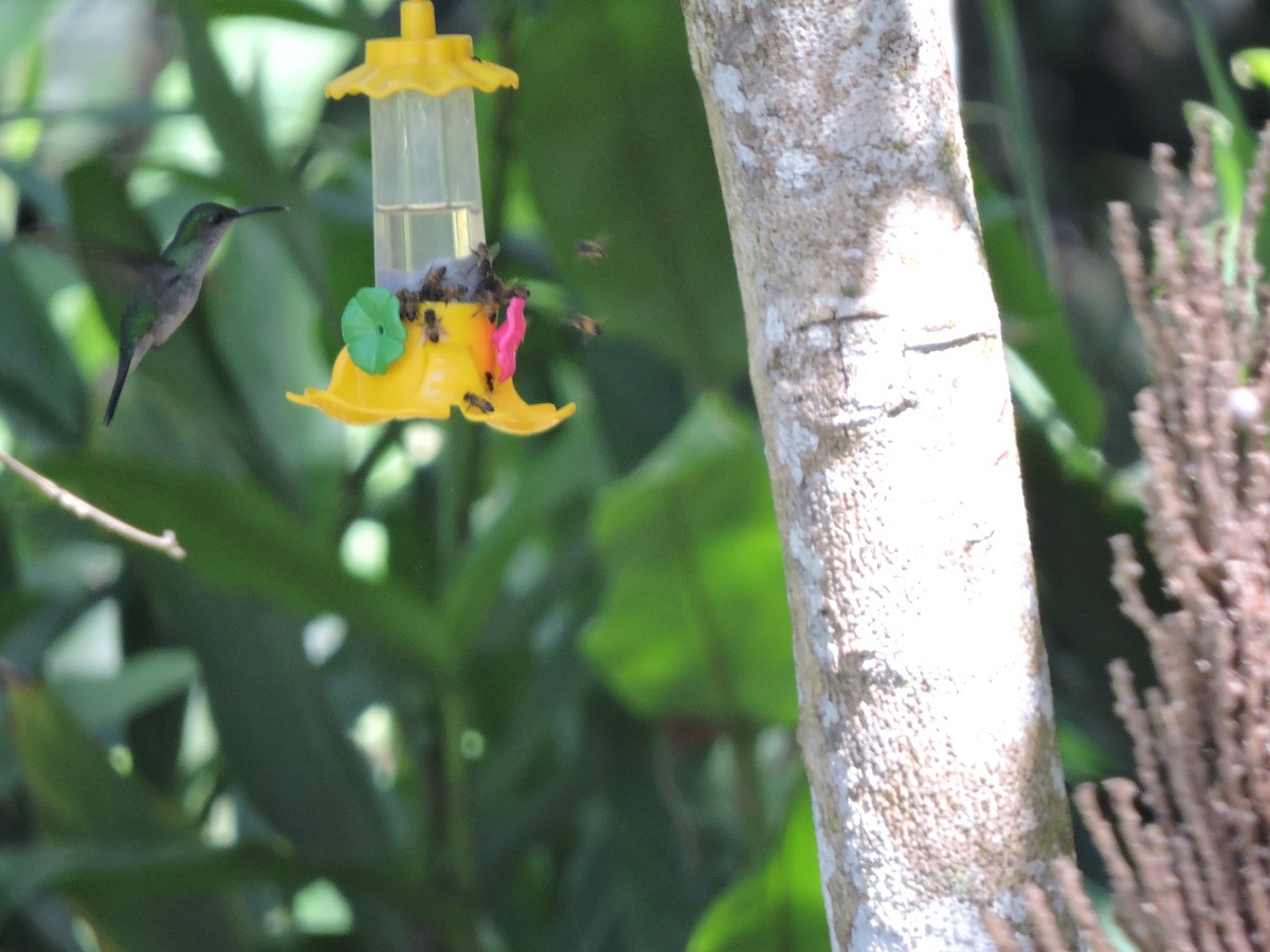 Violet-capped Woodnymph - ML645942723