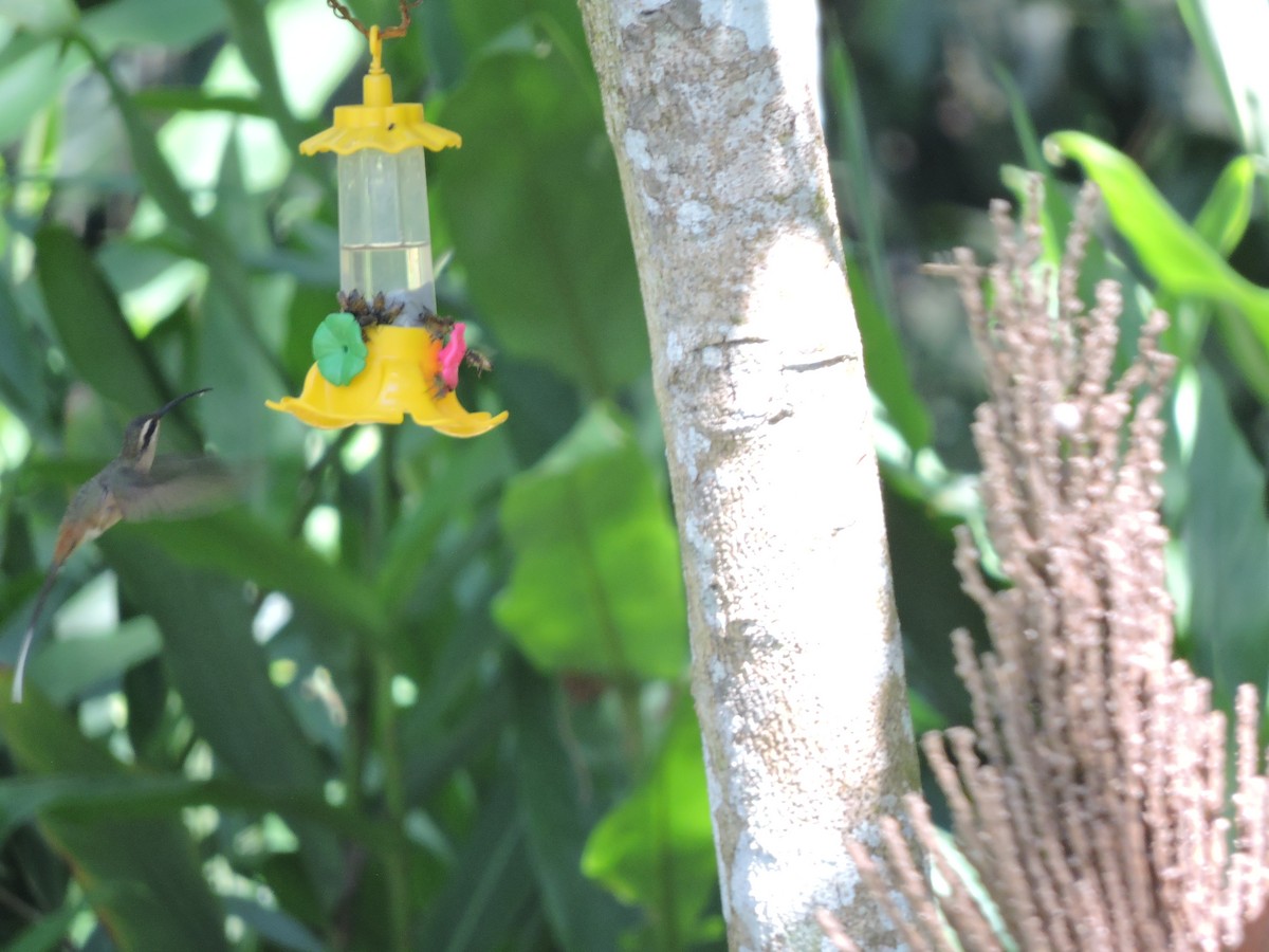 Planalto Hermit - ML645942733