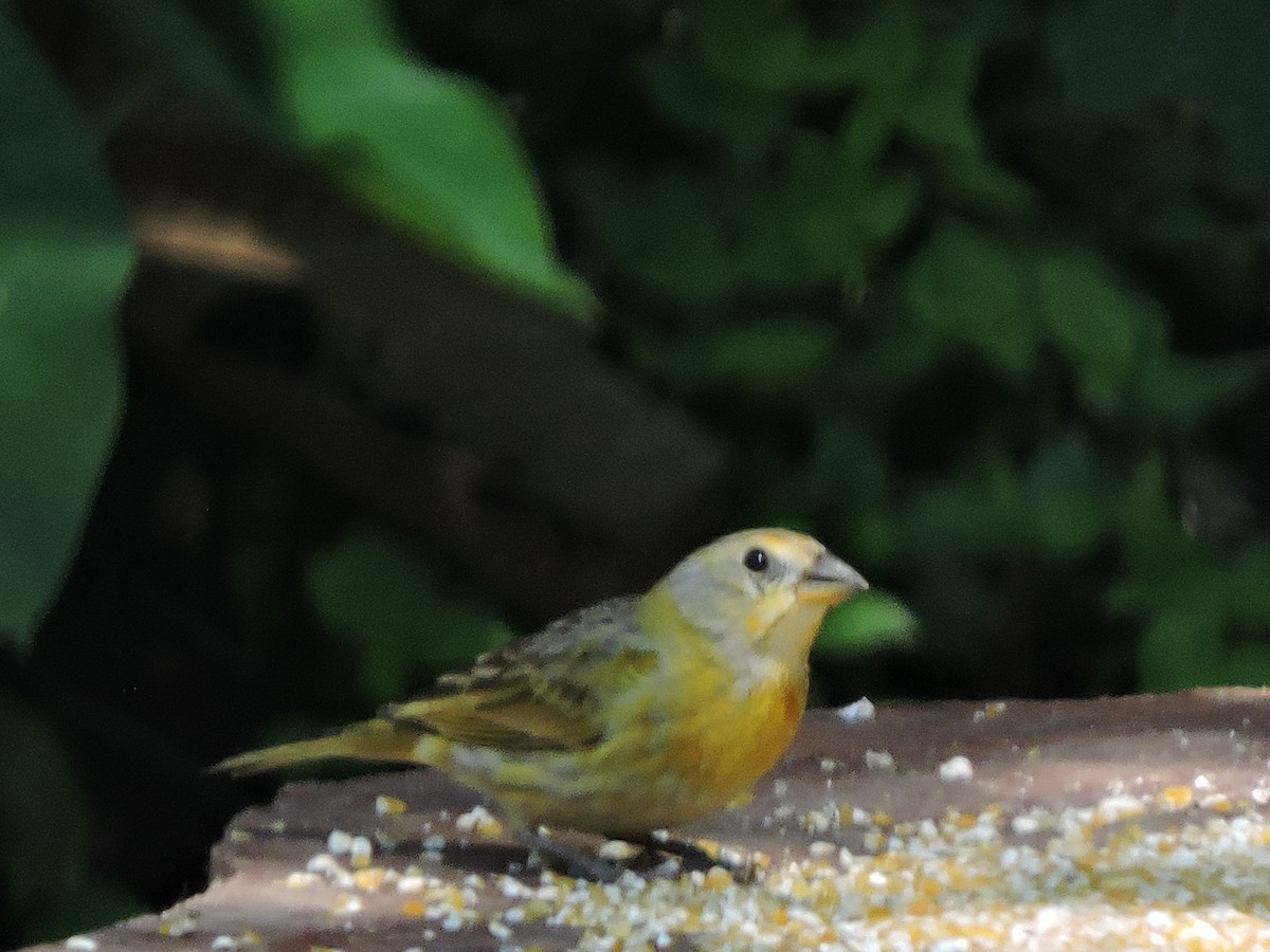 Sicale bouton-d'or - ML645942753