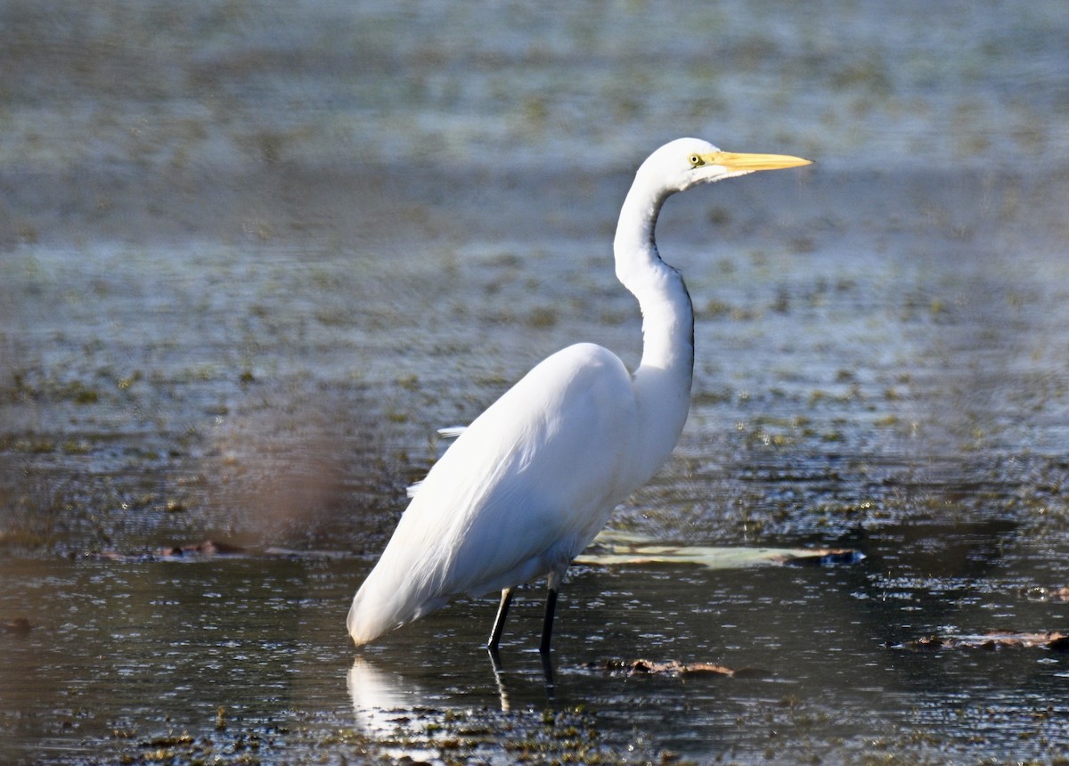 Grande Aigrette - ML645942754