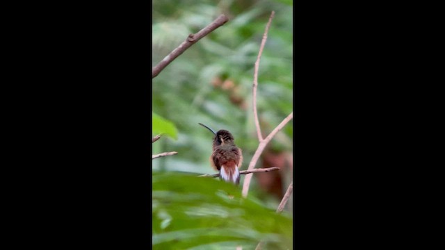 Ermitaño de Tapajoz - ML645942755