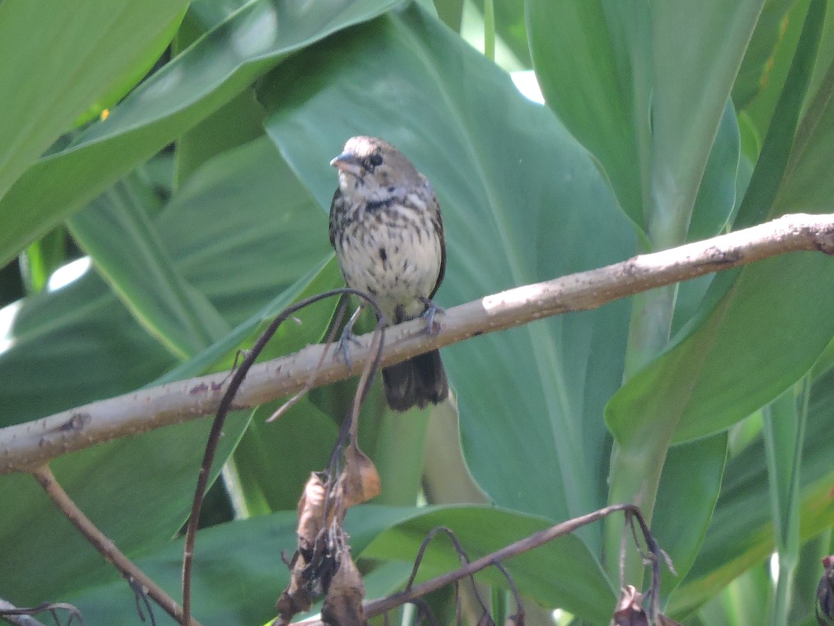 Semillero Volatinero - ML645942759