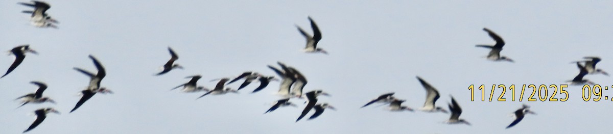 Bec-en-ciseaux noir - ML645942760