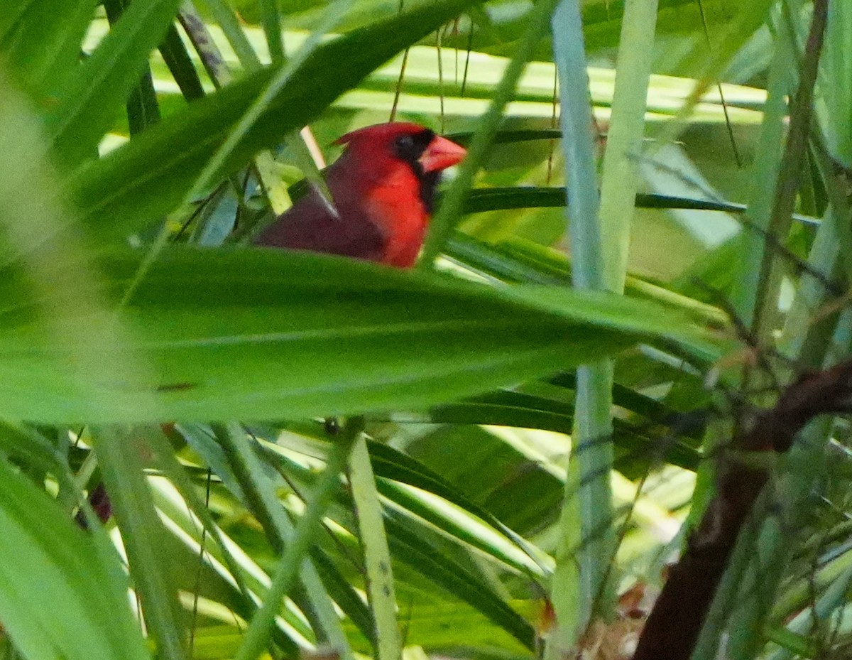 Cardenal Norteño - ML645942762