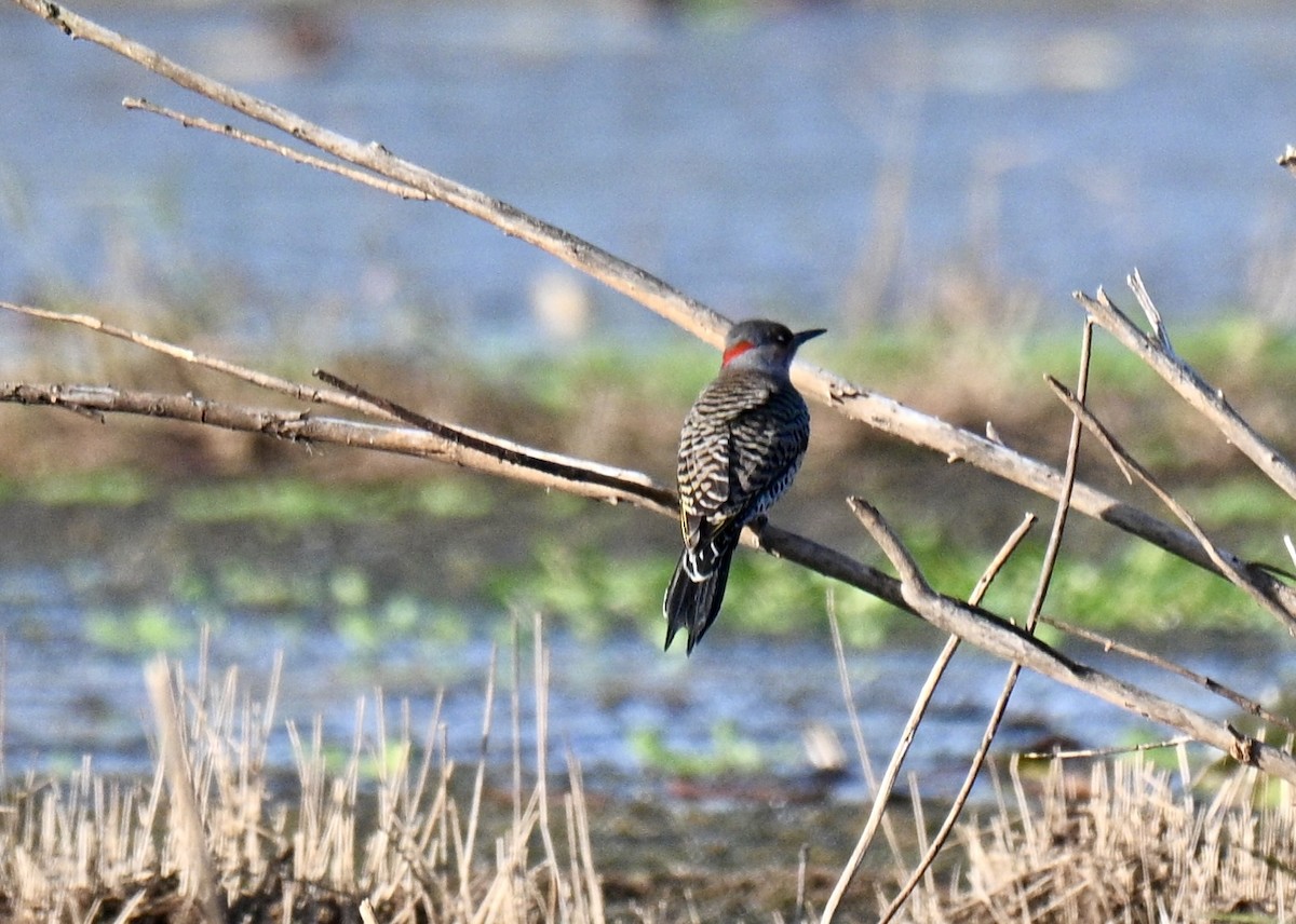 Carpintero Escapulario - ML645942763