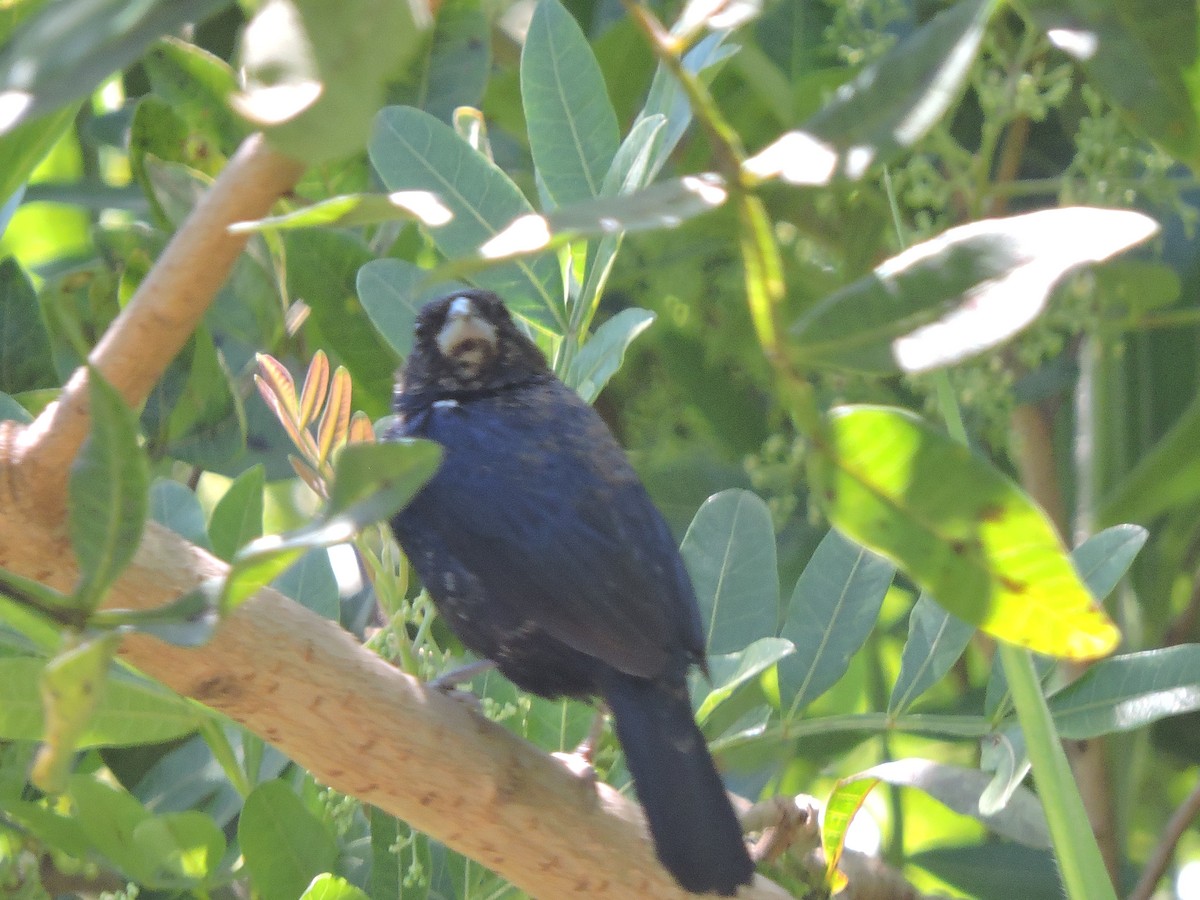 Semillero Volatinero - ML645942764