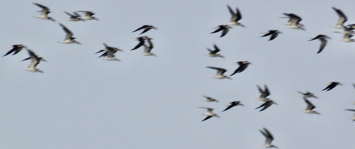 Rayador Americano - ML645942767