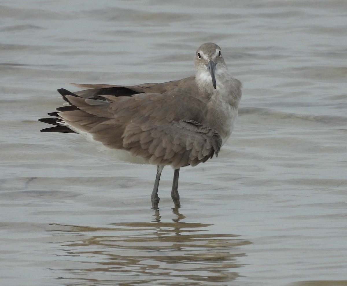 Playero Aliblanco - ML645942769