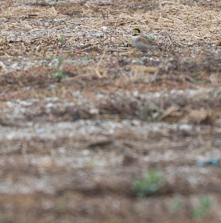 Alondra Cornuda - ML645942770