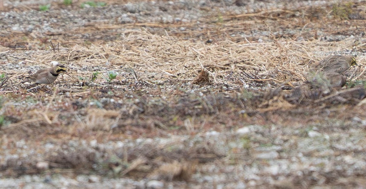 Alondra Cornuda - ML645942771