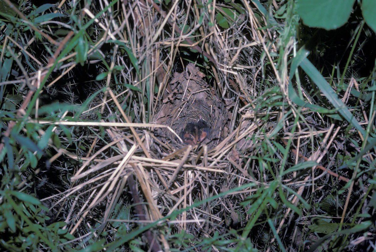 Ruiseñor Común - ML645942773