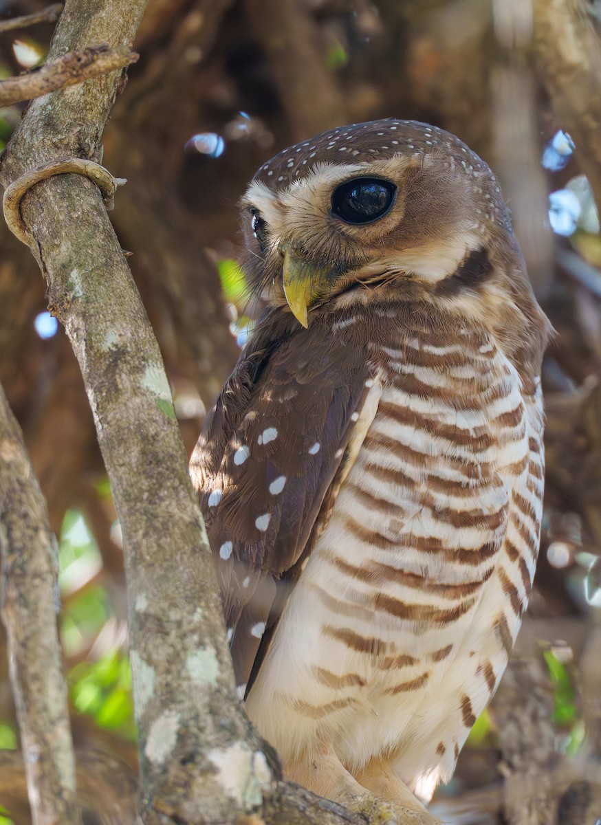 Mochuelo Malgache - ML645942774