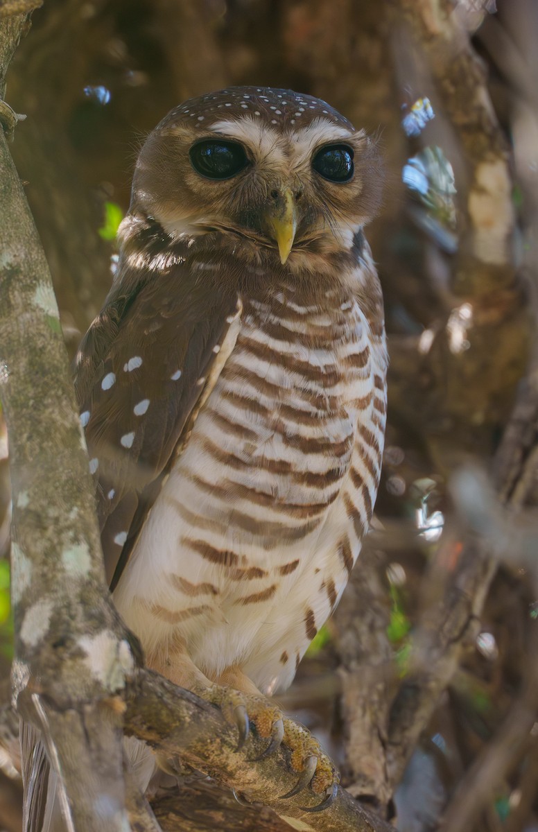 Mochuelo Malgache - ML645942775