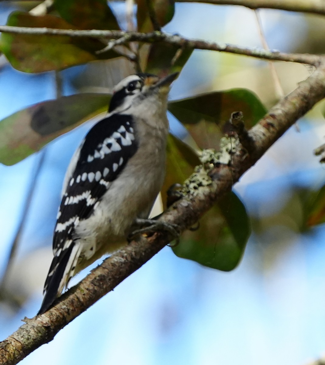 Pico Pubescente - ML645942777