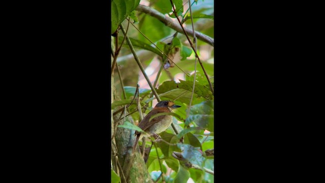 Buco Cuellirrojo - ML645942778