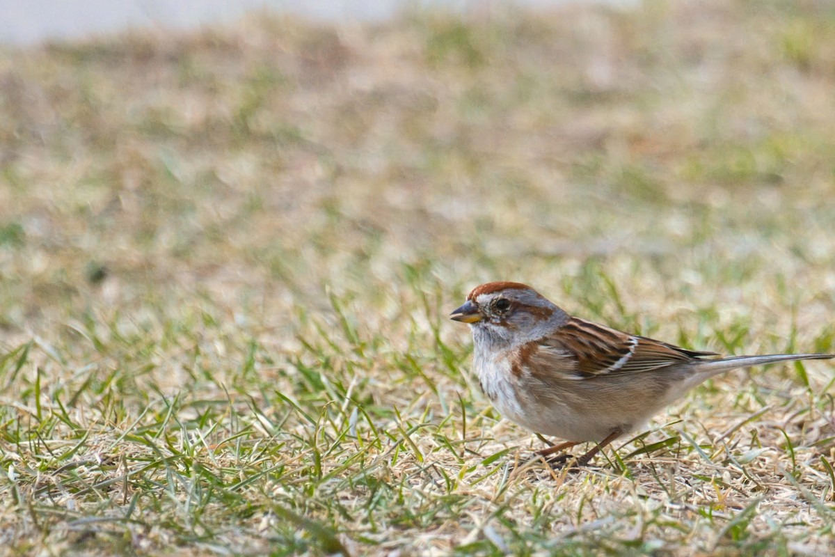 Chingolo Arbóreo - ML645942779