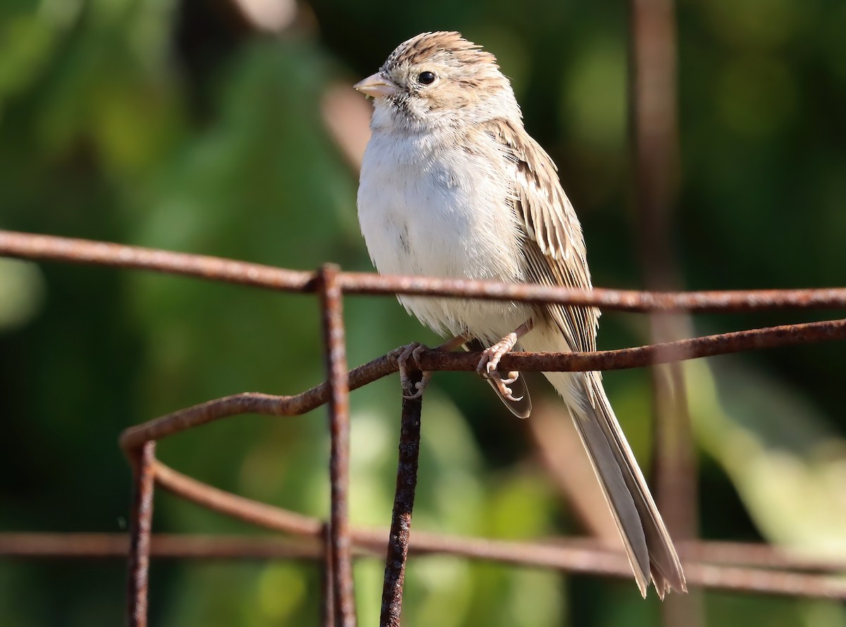 Chingolo de Brewer - ML645942780