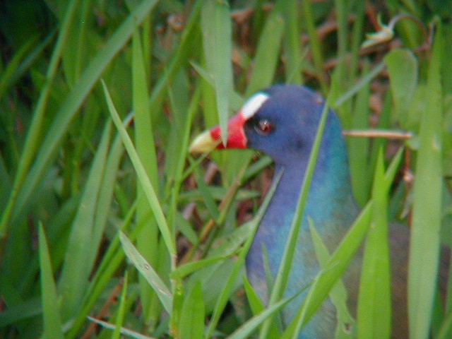 Calamoncillo Americano - ML645942781