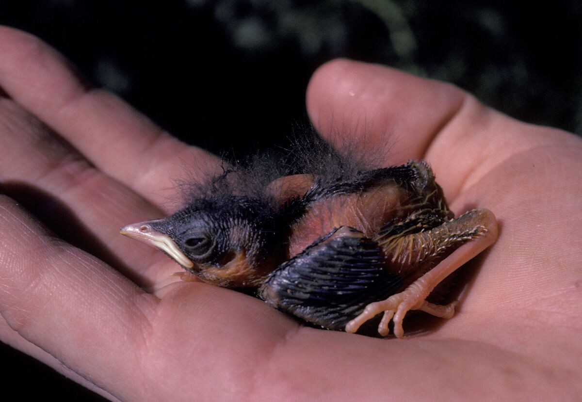 Ruiseñor Común - ML645942782