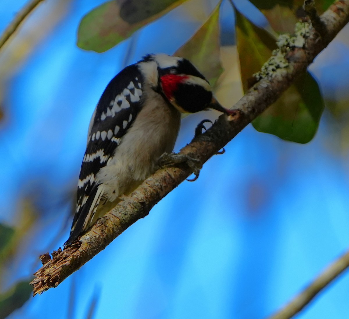 Pico Pubescente - ML645942783