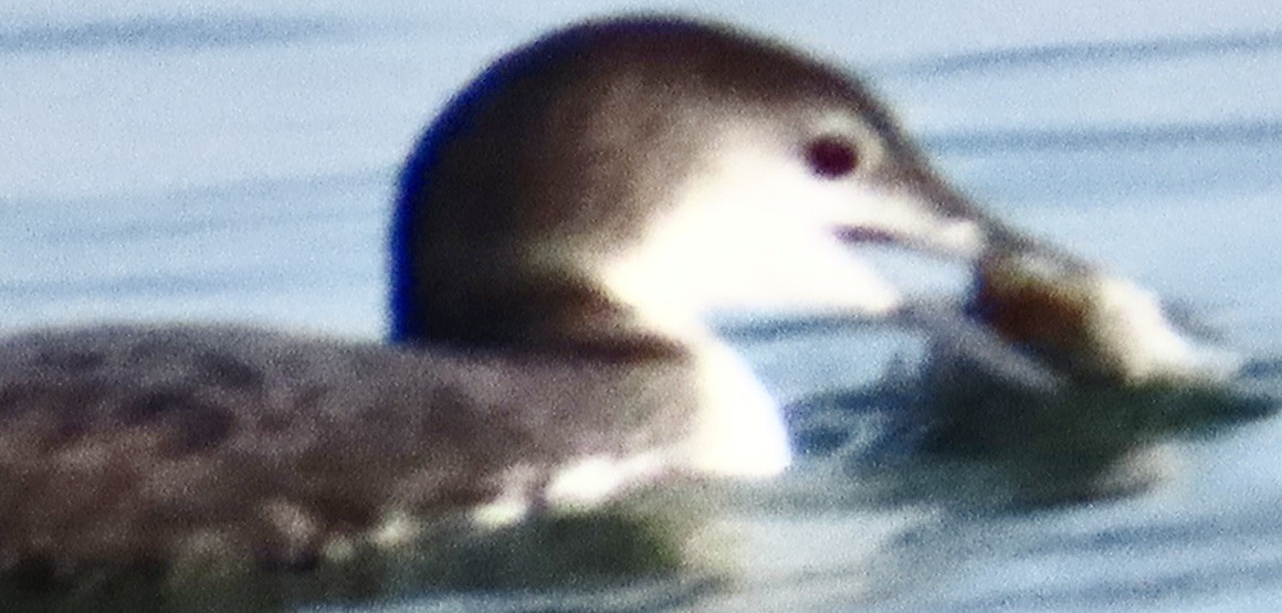 Colimbo Grande - ML645942784