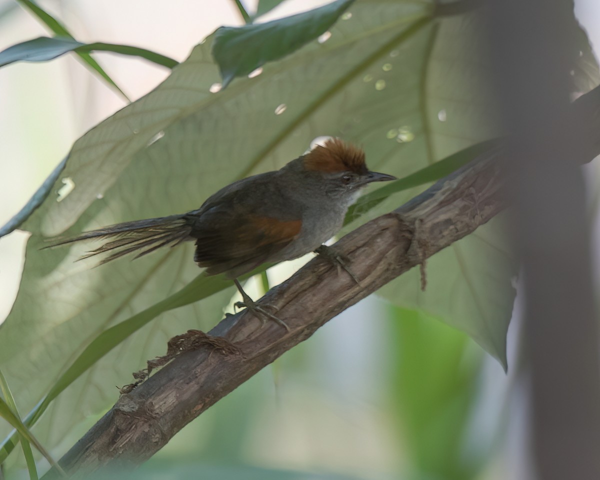 Pijuí Pechioscuro - ML645942785