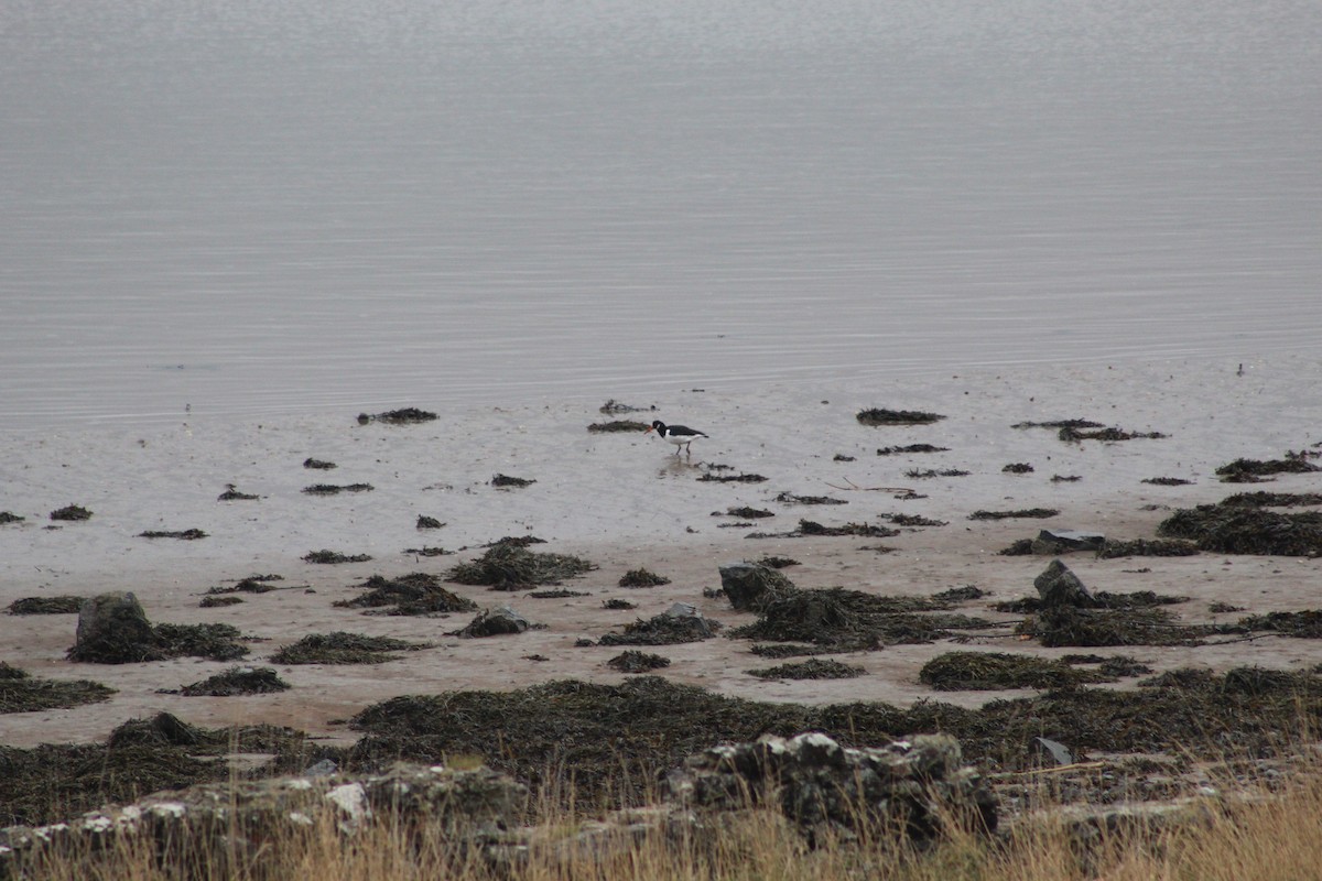 Ostrero Euroasiático - ML645942786