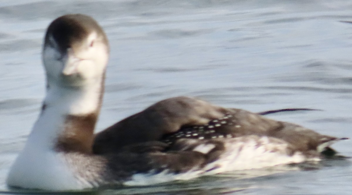 Colimbo Grande - ML645942787