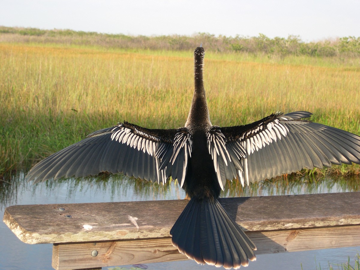 Anhinga Americana - ML645942788
