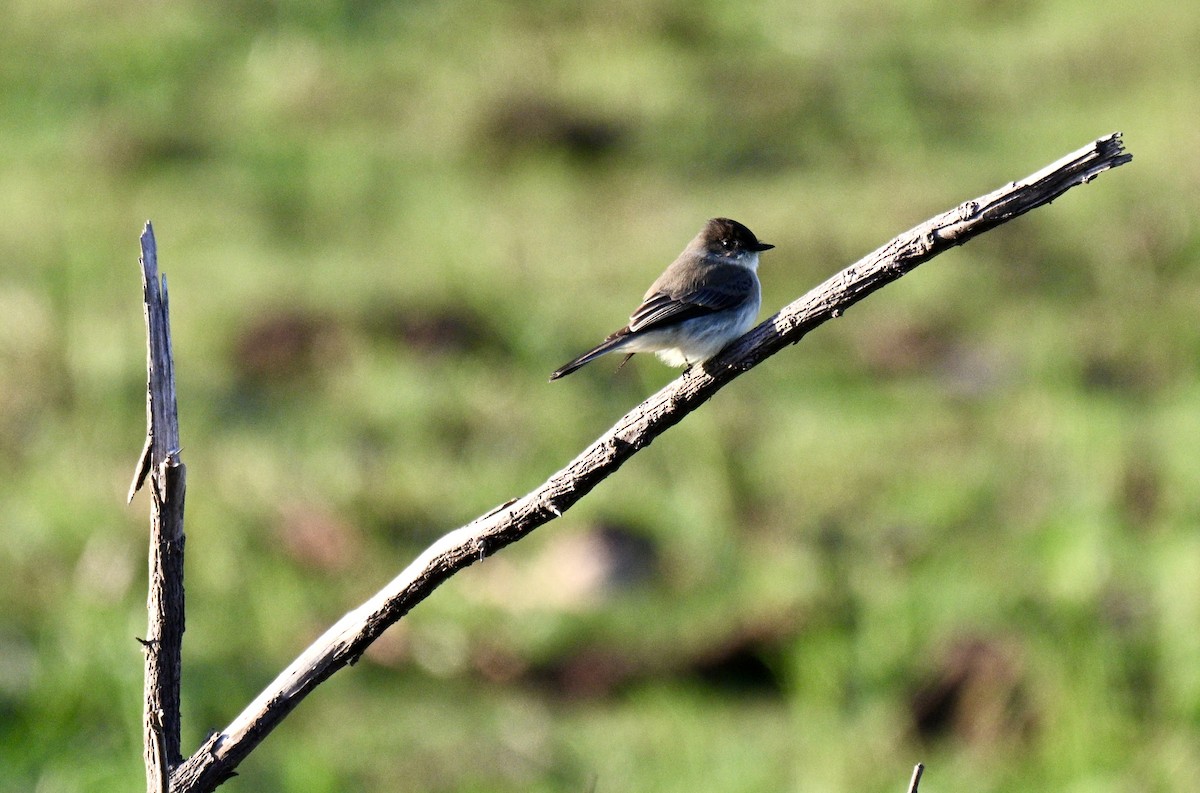 Mosquero Fibí - ML645942789