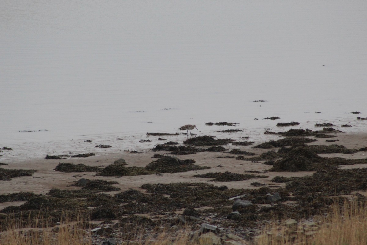 Zarapito Real - ML645942790