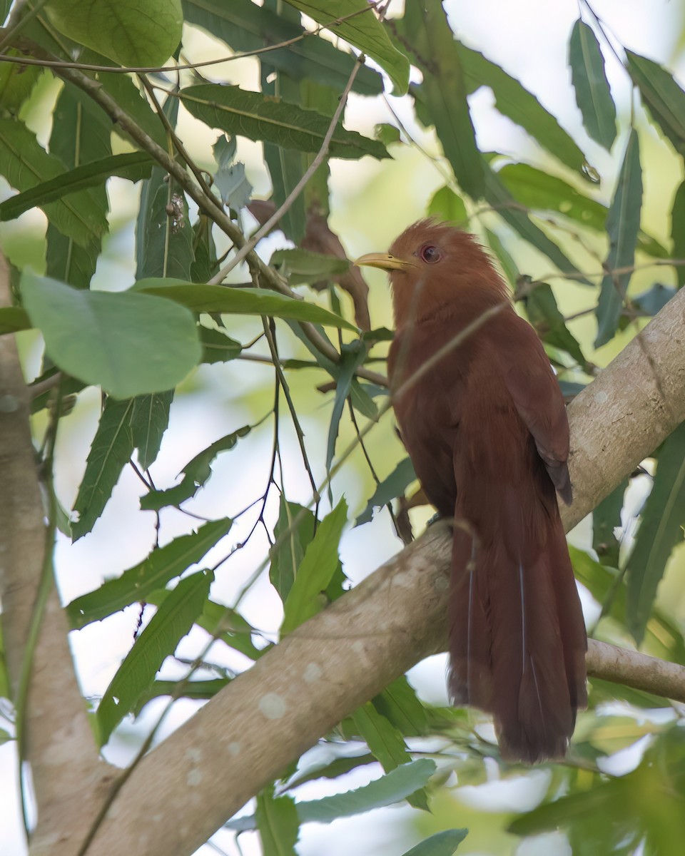 Cuco Ardilla Menor - ML645942791