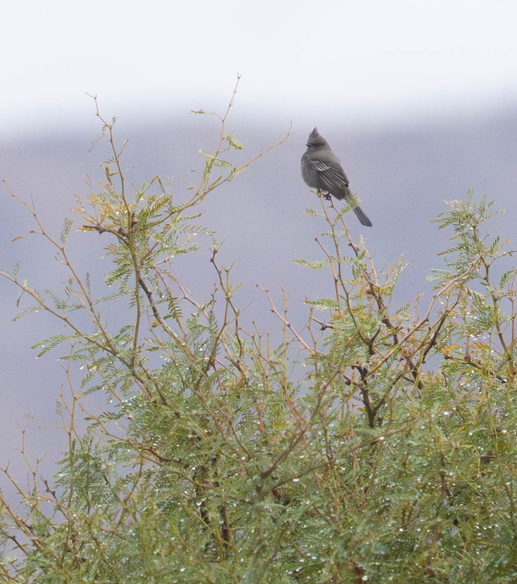 Capulinero Negro - ML645942793