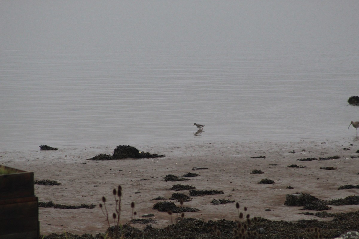 Common Redshank - ML645942794