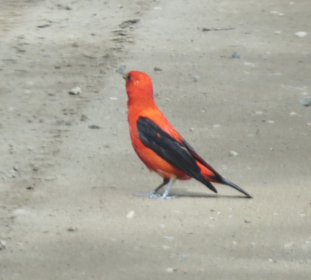 Scarlet Tanager - ML645942797
