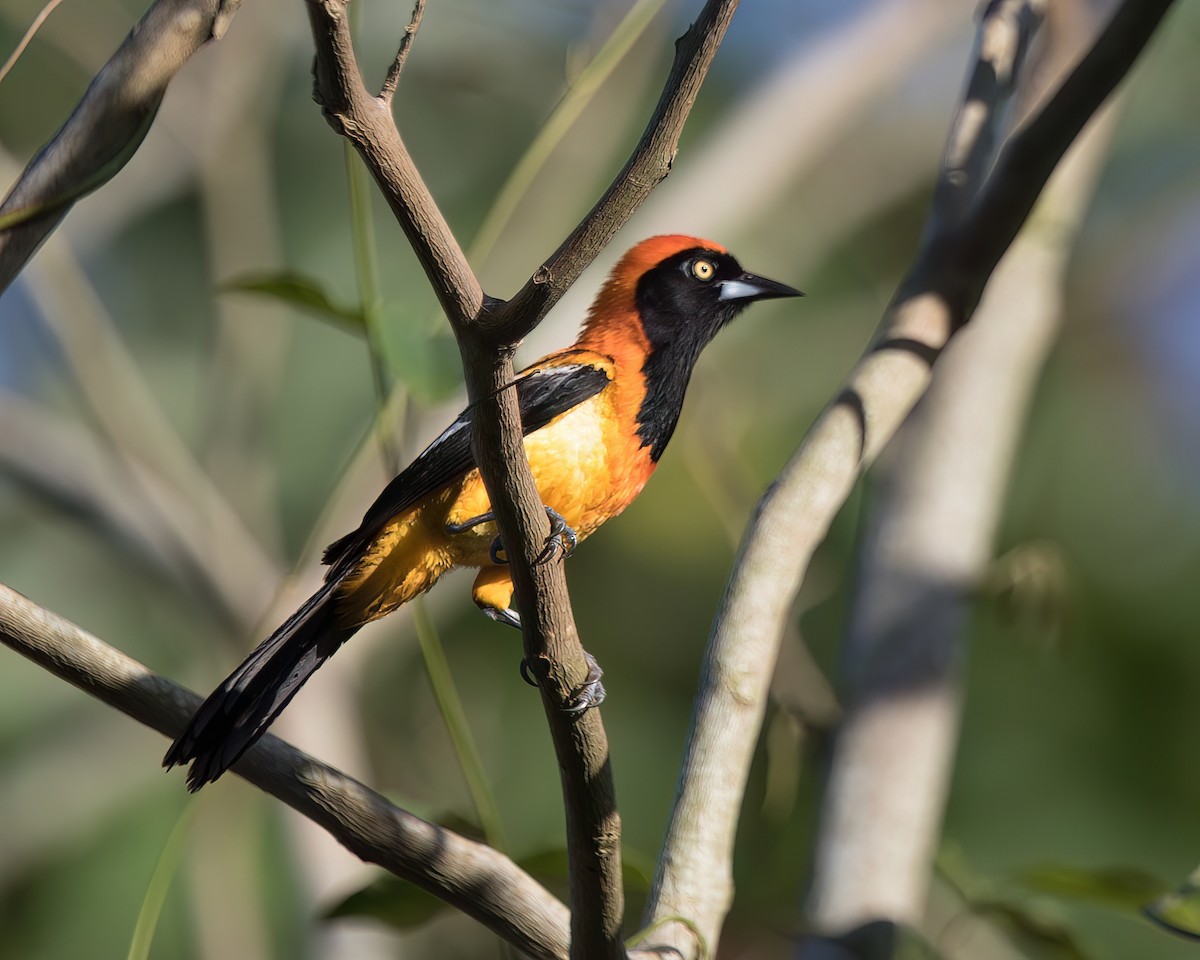 Orange-backed Troupial - ML645942798