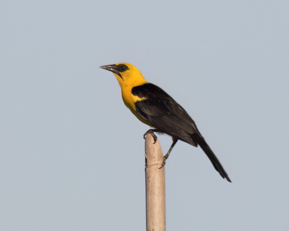 Carouge loriot - ML645942801