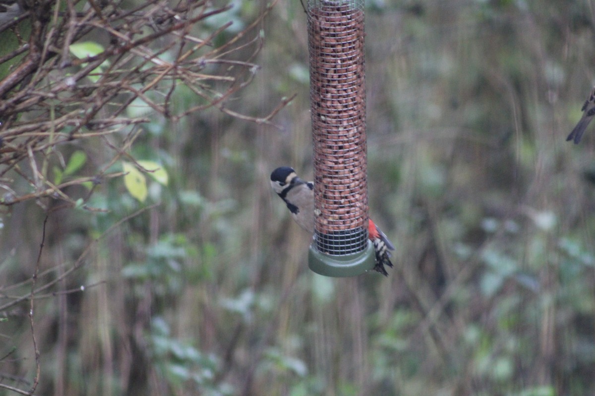 Great Spotted Woodpecker - ML645942803