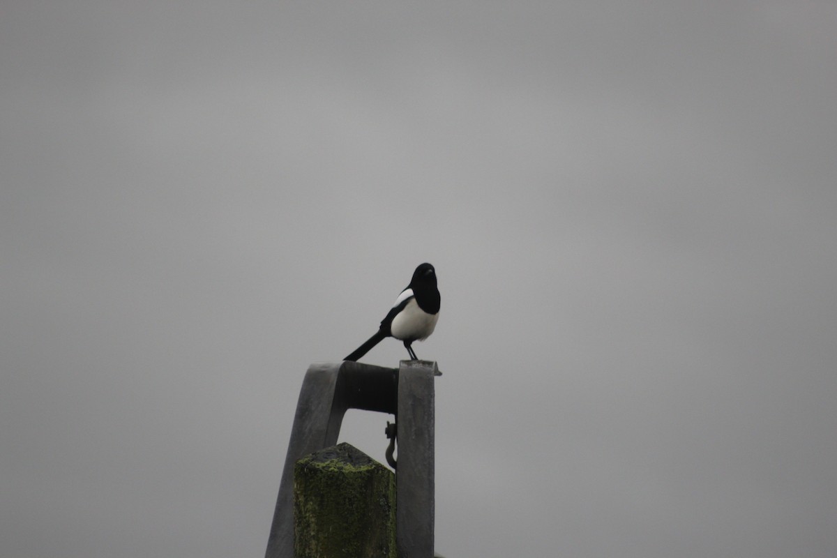 Eurasian Magpie - ML645942810