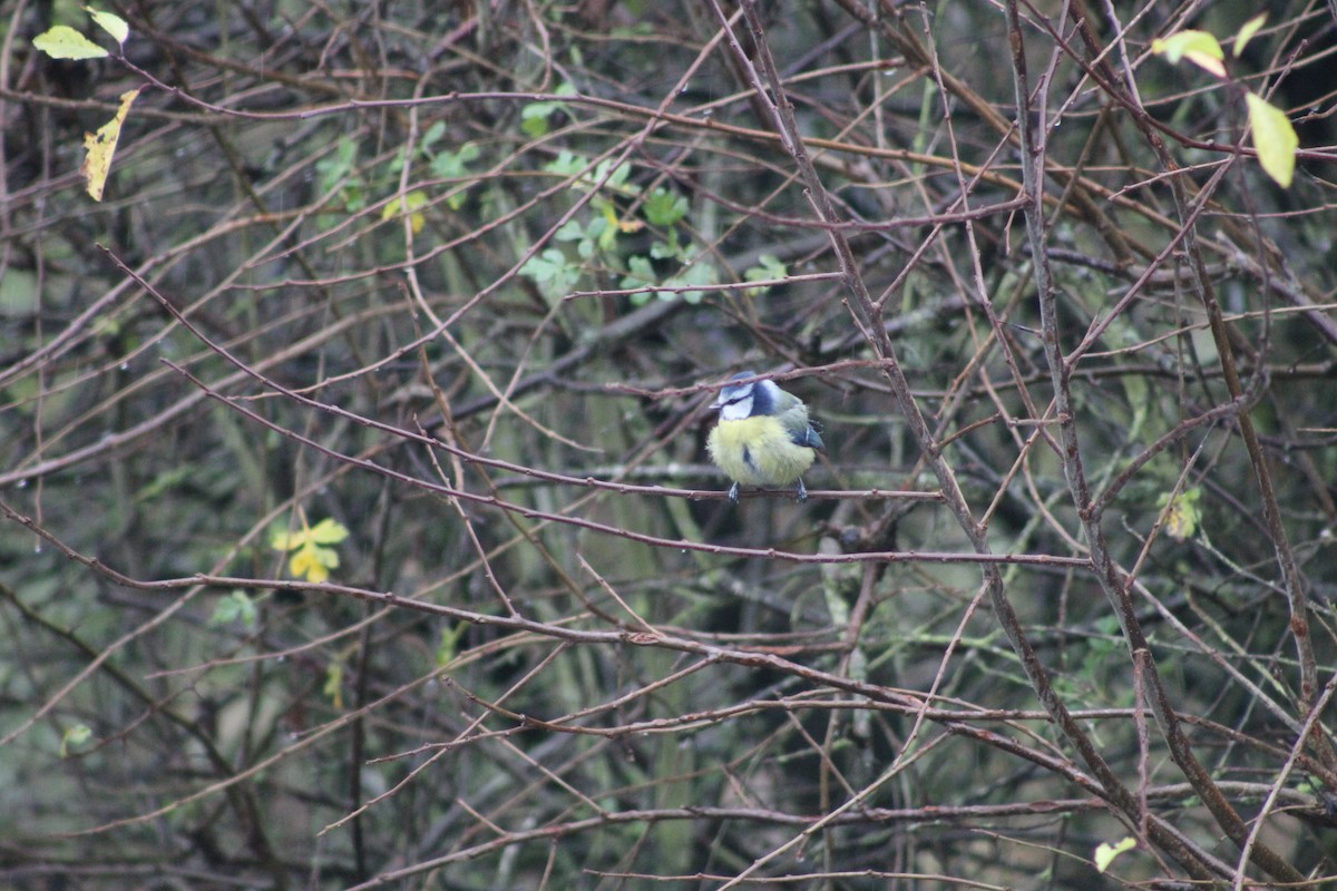 Eurasian Blue Tit - ML645942817
