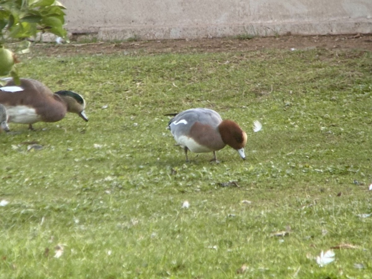 Fischione - ML645942819